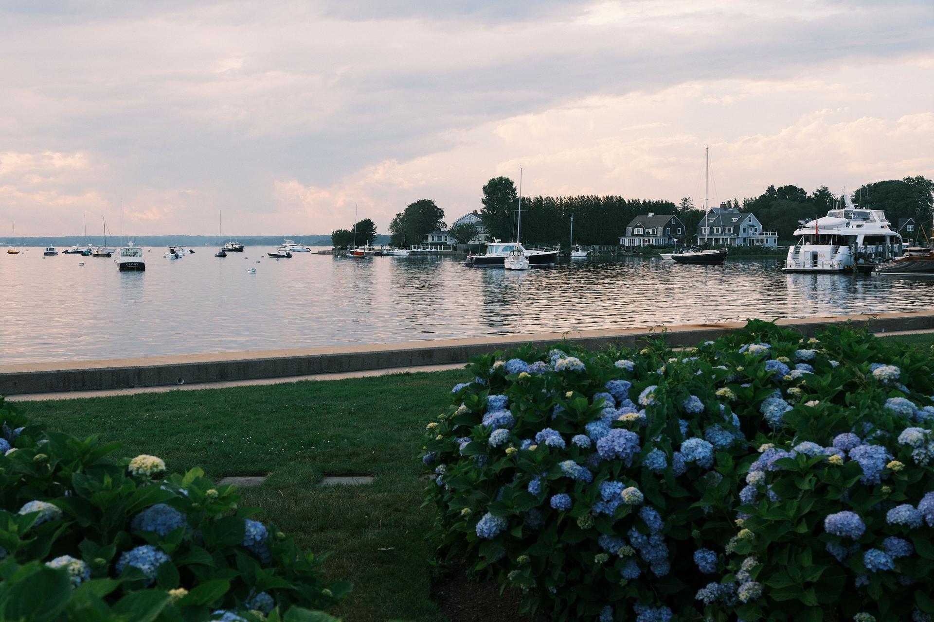 Watch Hill Hydrangeas